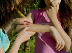 Клещи-кровопийцы покусали уже 12 волжан с приходом тепла и открытием дачного сезона 