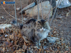 Пасмурный денек ждет Волжский в день зубного врача 