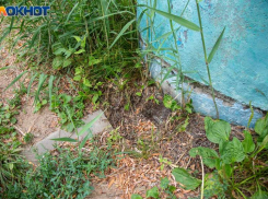 Тишина как оберег: традиции и приметы дня Онуфрия Молчальника