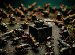 В пятницу в Волжском пройдут «похороны мух»