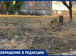 В Волжском двор превратился в непролазные джунгли из сухих спиленных деревьев