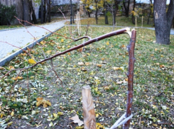 Руки вандалов добрались до молодых деревьев в сквере Волжского