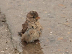 День российской анимации будет пасмурным