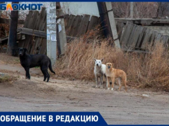 «Котенка на моих глазах разорвали бродячие псы», - волжанка о смертельной схватке животных в СНТ