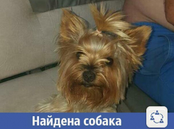 В Волжском ищут хозяев йоркширского терьера