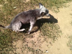 Пожилой собаке нужен дом