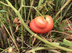 Под Волжским жители похвастаются своими помидорами: областной фестиваль