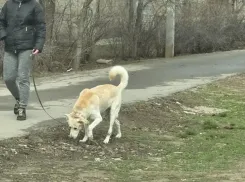В Волжском собаки могут гадить на детских площадок без последствий