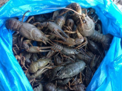 Водитель-браконьер за превышение скорости расплатился раками