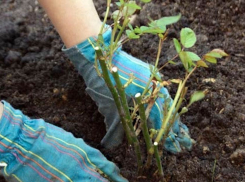 Волжан приглашают присоединиться к акции по благоустройству города