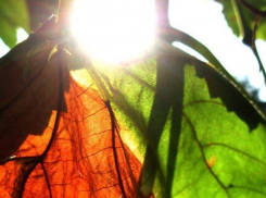 День ярмарок будет ослепительно солнечным