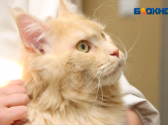 «Спасите котов от смерти»: до Волжского дошла волна фейков о закрытии питомника