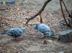 Пора доставать пуховик: прогноз погоды на 29 сентября в Волжском