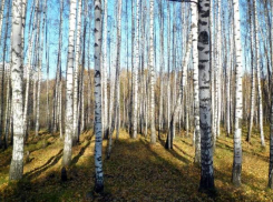 Волжан приглашают в онлайн-путешествие по России