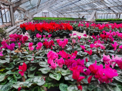 Альпийские фиалки зацвели в оранжерее в Волжском