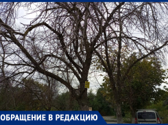 «Дерево скоро рухнет на голову покупателей», - волжанин о сухостое при входе в магазин