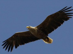 В природном парке «Цимлянские пески» обнаружили 16 новых гнезд орлана-белохвоста