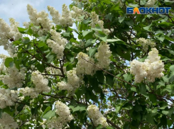 Пасмурная среда придет в Волжский: прогноз погоды