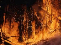 Пожарные продолжают тушить огонь в Чернобыльской зоне отчуждения