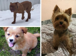 Победители конкурса «Мой пес самый лучший» получили заветные призы