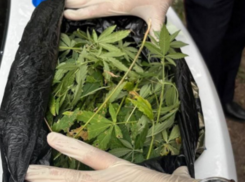 В Волжском задержали рецидивистов с крупной партией конопли