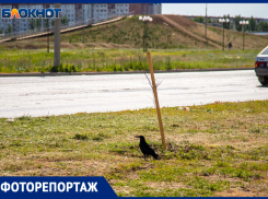 Высадили и забыли? Фотоотчет с места погибших в мусоре саженцев