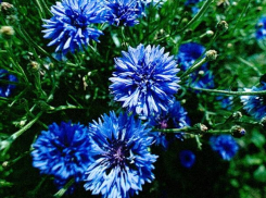 Василек в наших краях бывает редким гостем