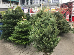 Не стоит портить себе праздник плохой елкой, - волжане