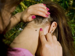 От укуса клеща погиб человек