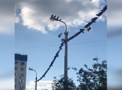 «Тусовка» птиц на проводах в черте города поразила волжанку