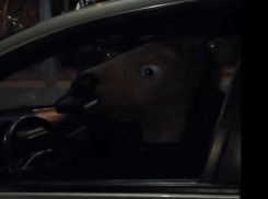 Дикий конь проснулся под песню Киркорова в Волжском