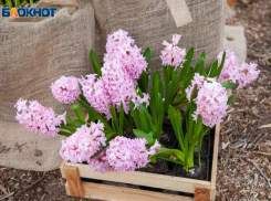 В оранжереи обучат садоводству волжан с ограниченными возможностями здоровья