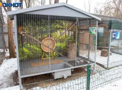 В Госдуме предложили запретить приобретение и использование животных в цирках