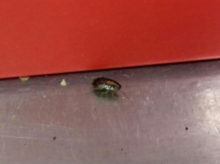 Жирные тараканы расплодились в магазине «Магнит» в Волжском