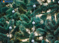 Аромат хвои или практичность: что выбирают волжане