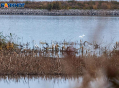 Волжанам разрешили стрелять водоплавающую дичь