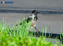 Овну необходимо уединение, а у Девы раскроются таланты