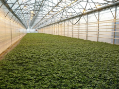 В Среднеахтубинском районе реализуется масштабный инвестпроект строительства рассадного комплекса