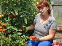 Волжским огородникам с рассадой поможет йод