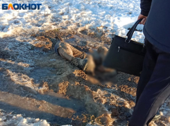 Полез за щенком: жуткие подробности смерти замершего заживо мужчины в Волжском