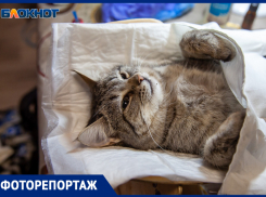 Законный способ избавить Волжский от бездомных животных предложил горожанин и показал пример