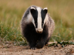 Барсуков по осени считают