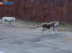 Волжскому могут выделить средства на борьбу с дворнягами