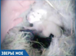 Милых новорожденных попрыгунчиков сняла на камеру счастливая волжанка