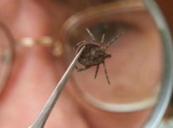 Почти 100 жертв от укуса клеща в регионе