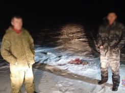Под Волжским разоблачили двух браконьеров из-за тушки сайгака в машине родственника