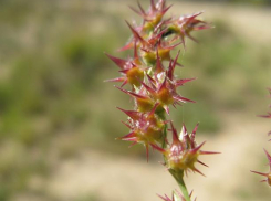 Американская колючка прижилась в Волжском