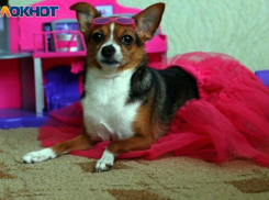 «Я из пневматики расстреляю вашу тварь», - волжанин рассказал о неприятной встрече с ручным чихуахуа