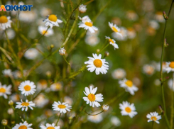 Ветер в Волжском не стихнет на протяжении недели: прогноз погоды