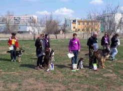 Самые послушные собаки состязались в Волжском